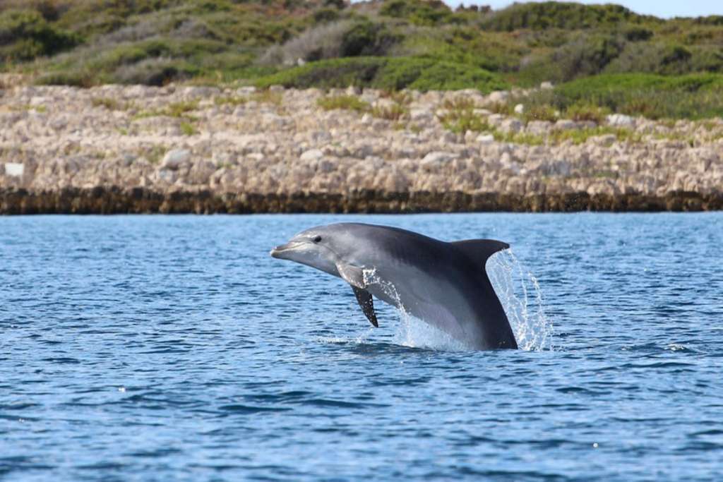 dolphin-6006269_1280 (Custom)